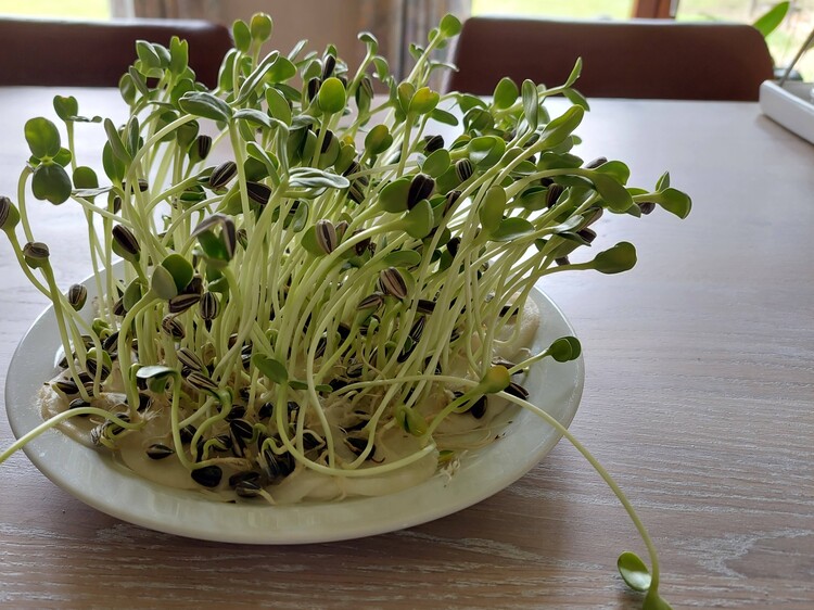 Een bordje vol groeiende kiemgroenten staat op tafel.