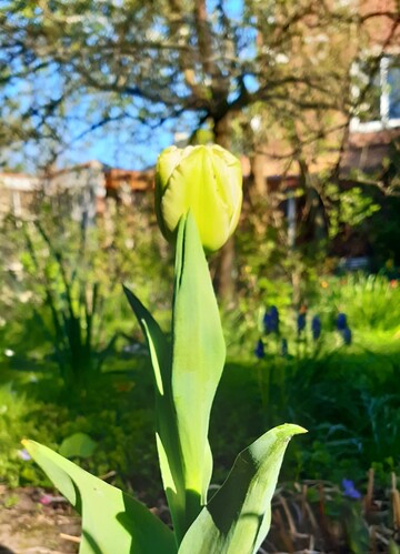 Een gele tulp staat centraal in een zonnige tuin.